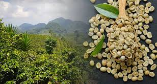 Ethiopia coffee farm